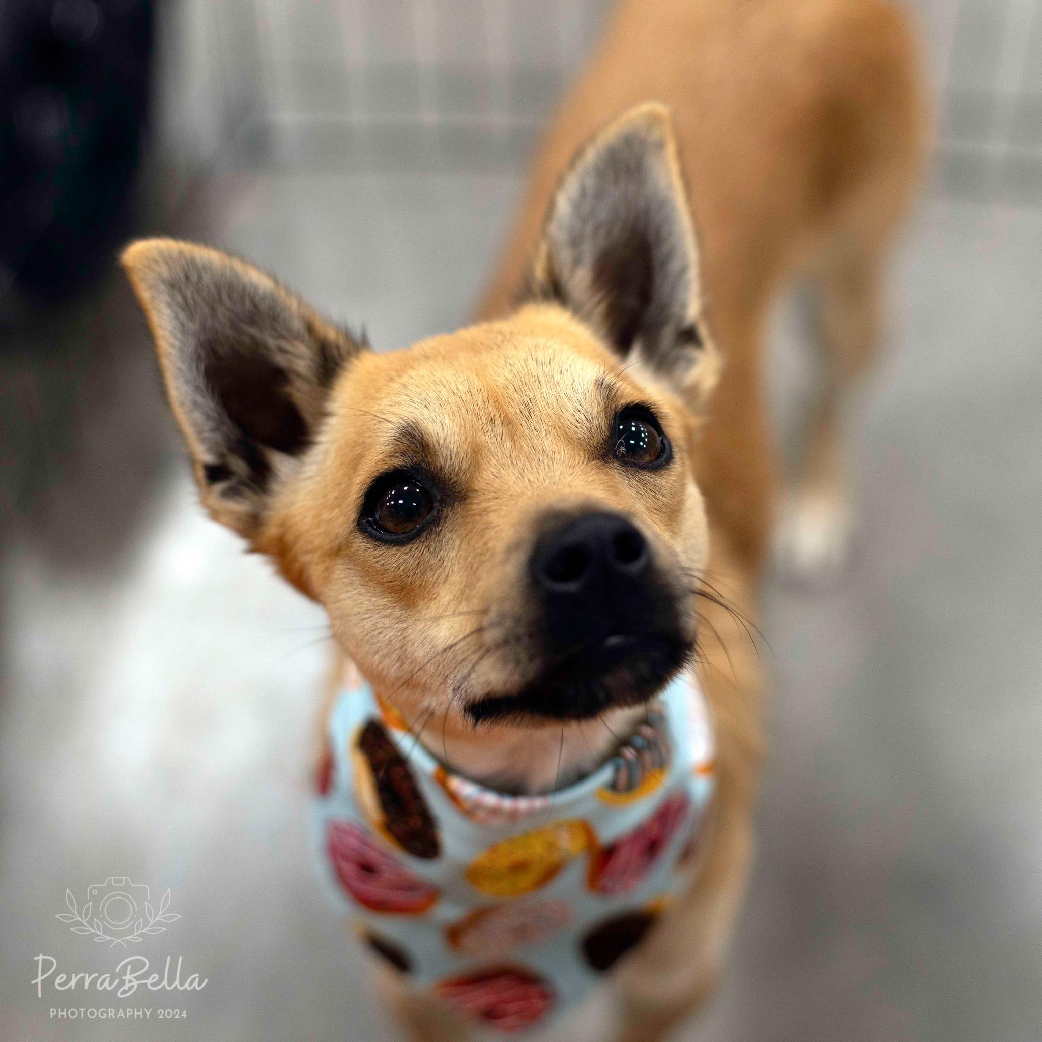 Enlarge Louboutin, a Adoptable Chihuahua in West Richland, WA image 3/6