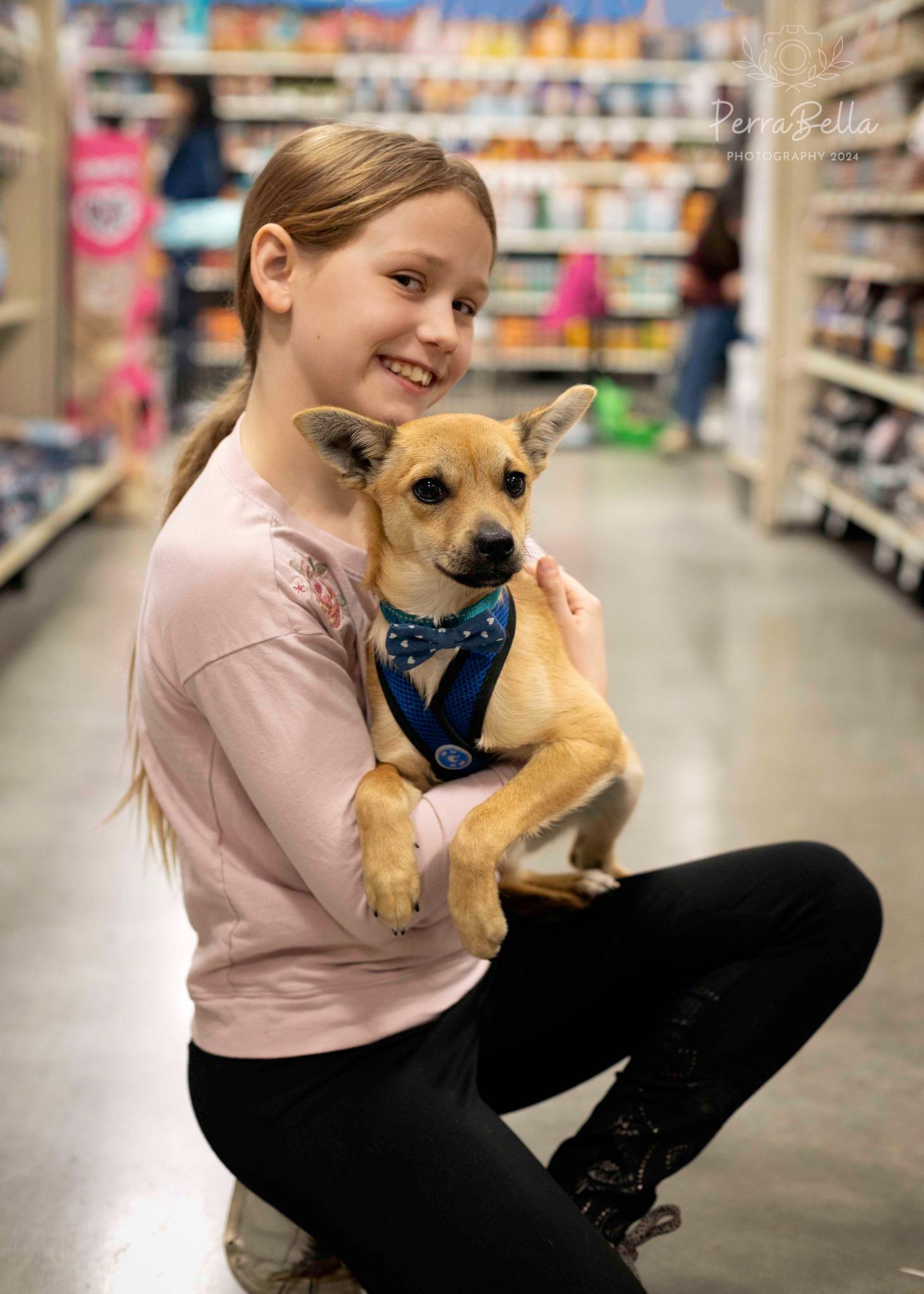 Enlarge Louboutin, a Adoptable Chihuahua in West Richland, WA image 4/6