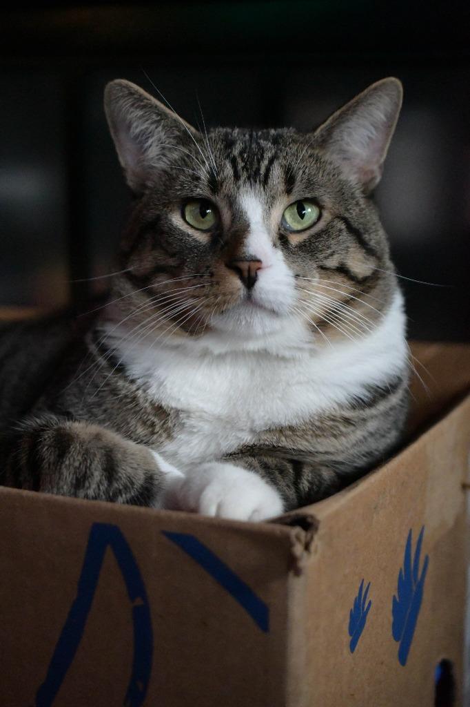 Take Off (Special Needs), Adoptable, Adult Male Domestic Short Hair.
