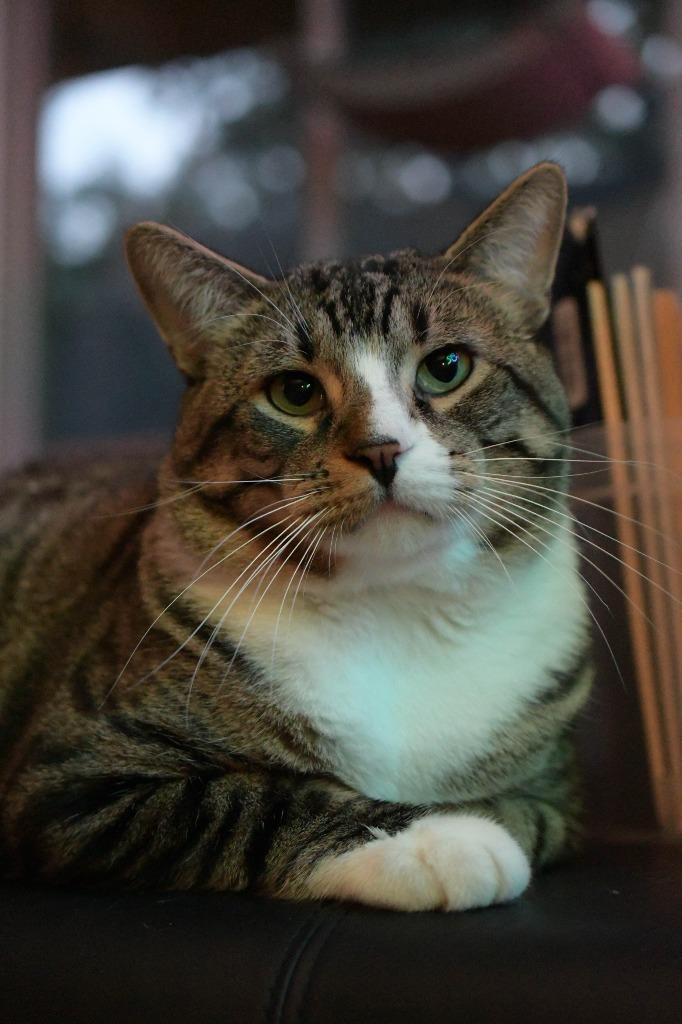 Take Off (Special Needs), Adoptable, Adult Male Domestic Short Hair.