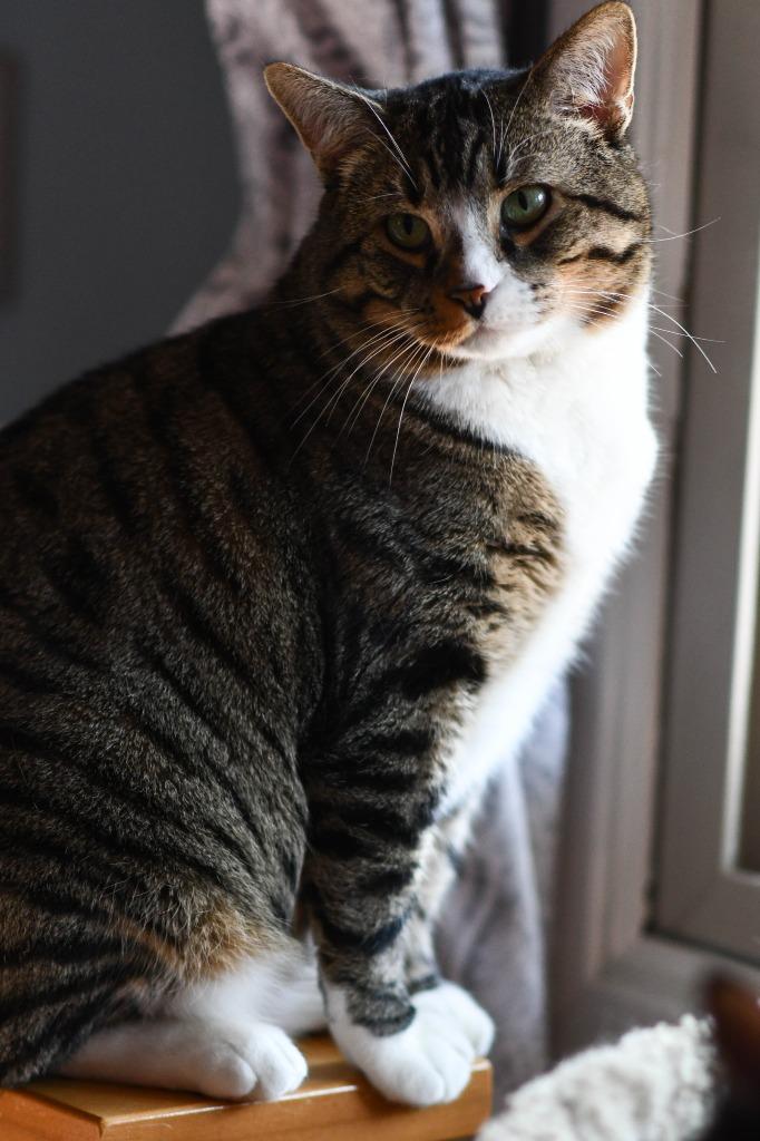 Take Off (Special Needs), a Adoptable mixed breed in Minneapolis, MN image 4/5