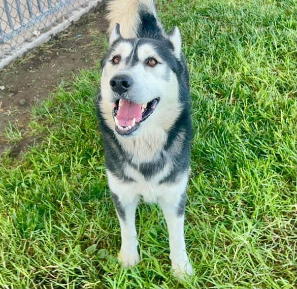 Enlarge BALTO, a Adoptable Siberian Husky in Riverside, CA image 1/1