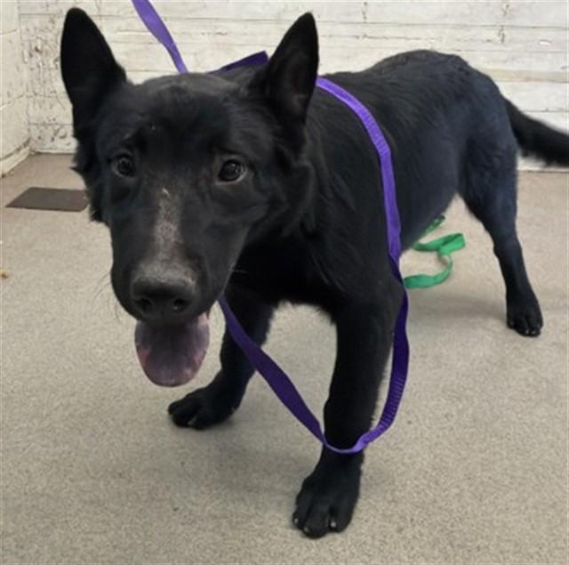 Enlarge BURRATA, a Adoptable mixed breed in San Bernardino, CA image 1/1