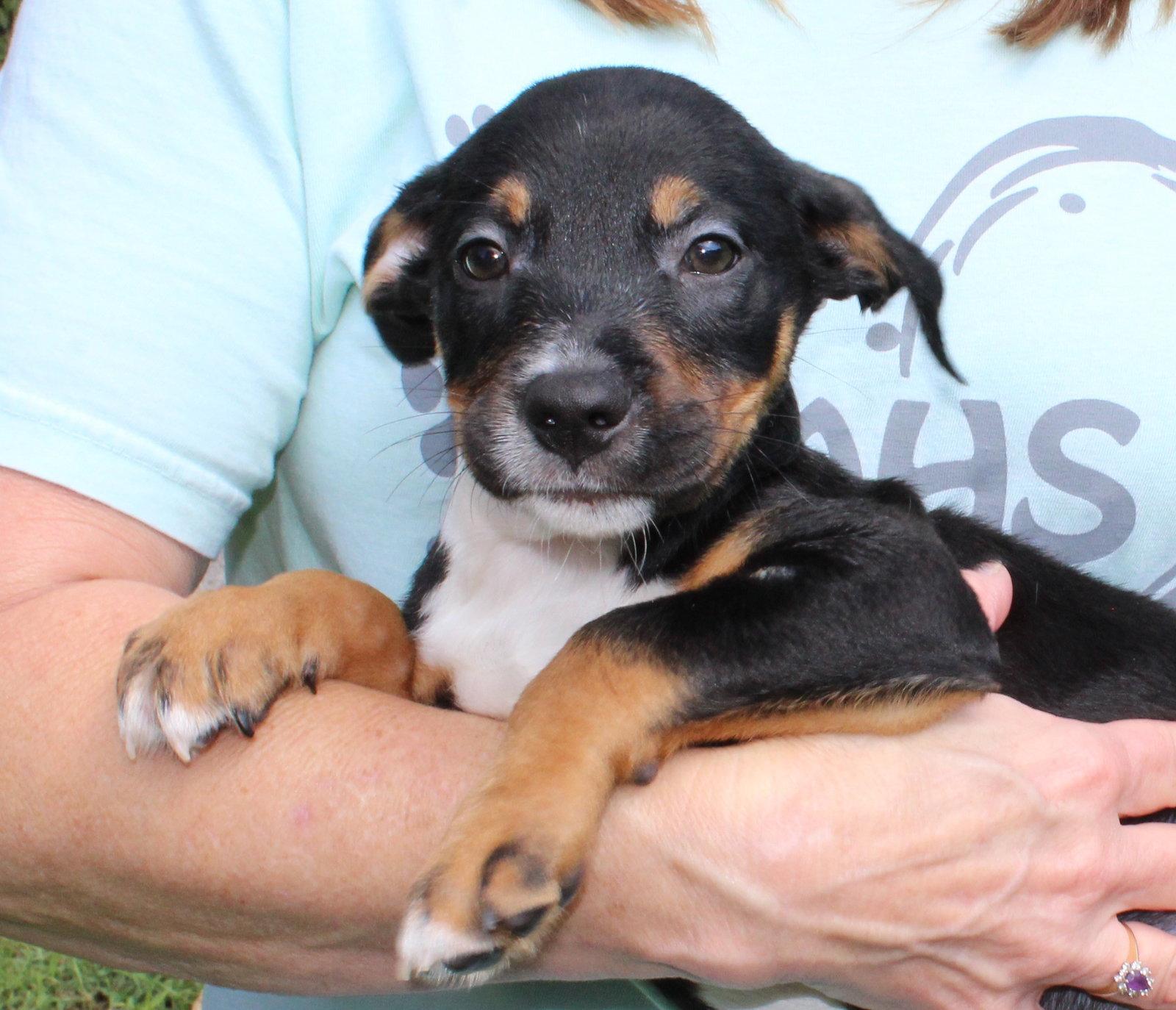 Bronco 44224, Adoptable, Puppy Male Retriever.
