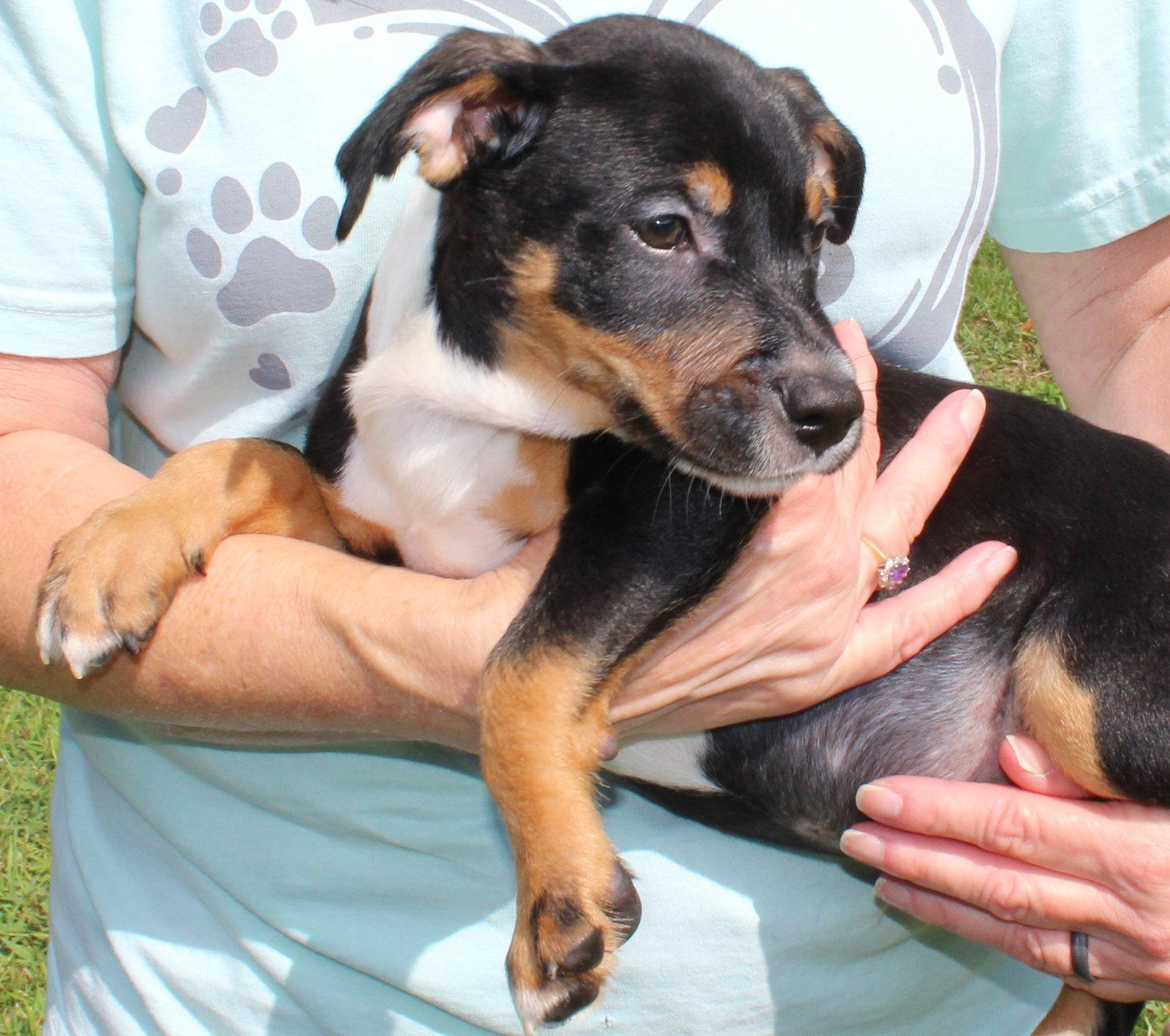 Enlarge Bronco 44224, a Adoptable Retriever in Prattville, AL image 3/3