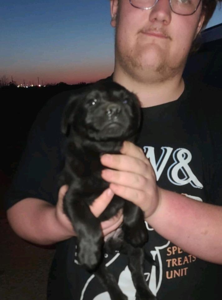 Enlarge Squirtle, a Adoptable Labrador Retriever in Fort Stockton, TX image 1/1