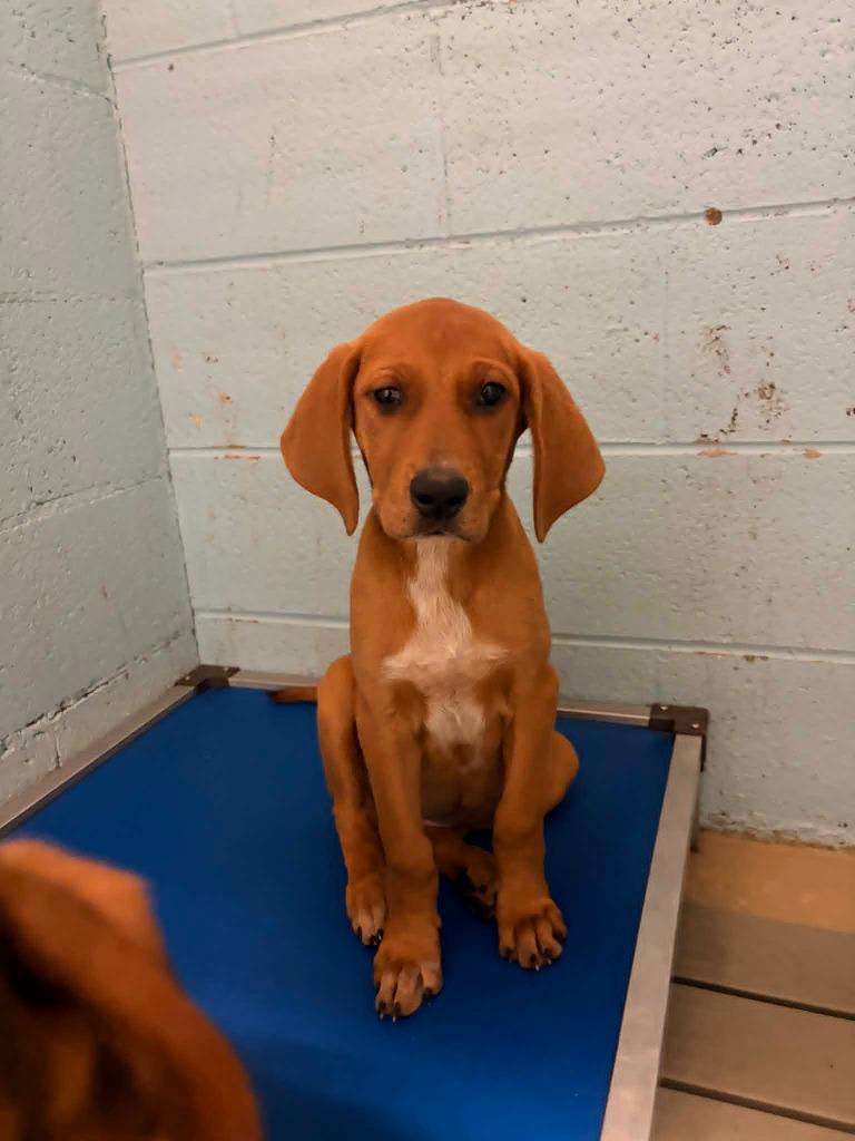Tortellini, Adoptable, Puppy Female Hound & Mixed Breed.