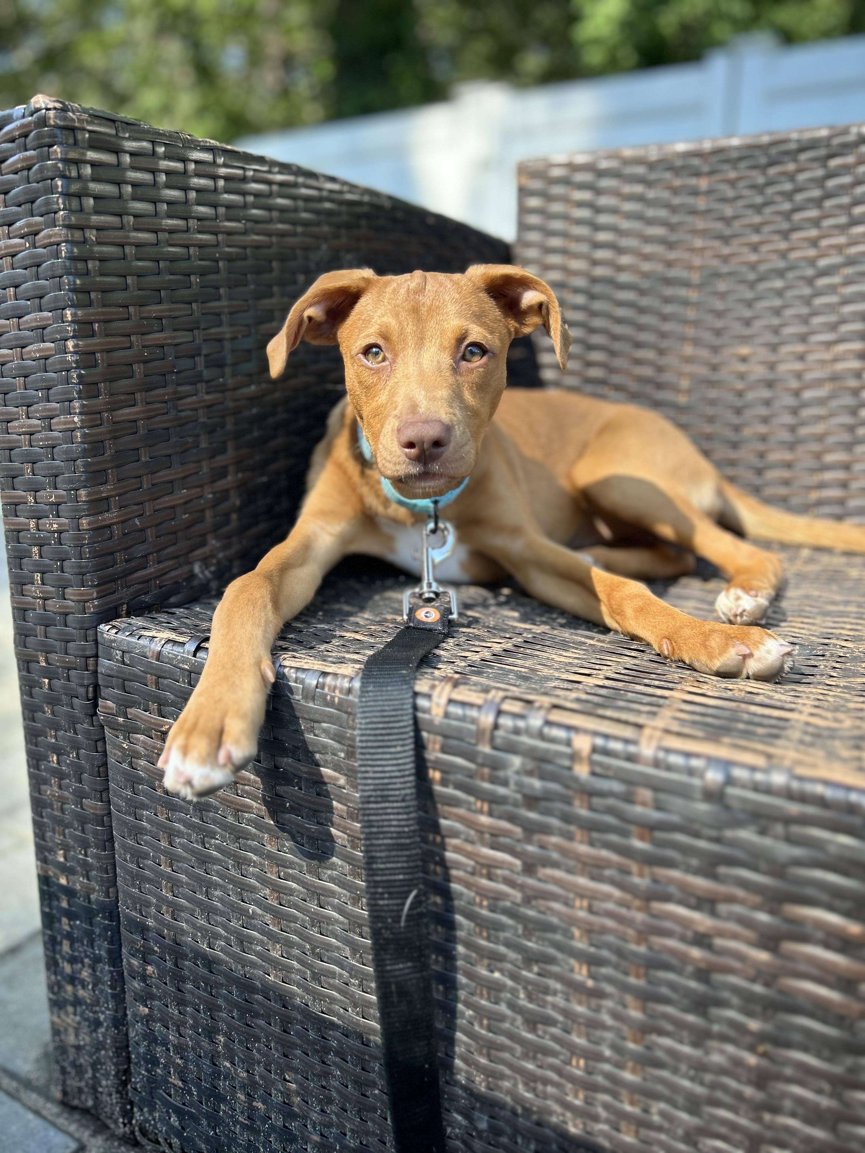 Delilah