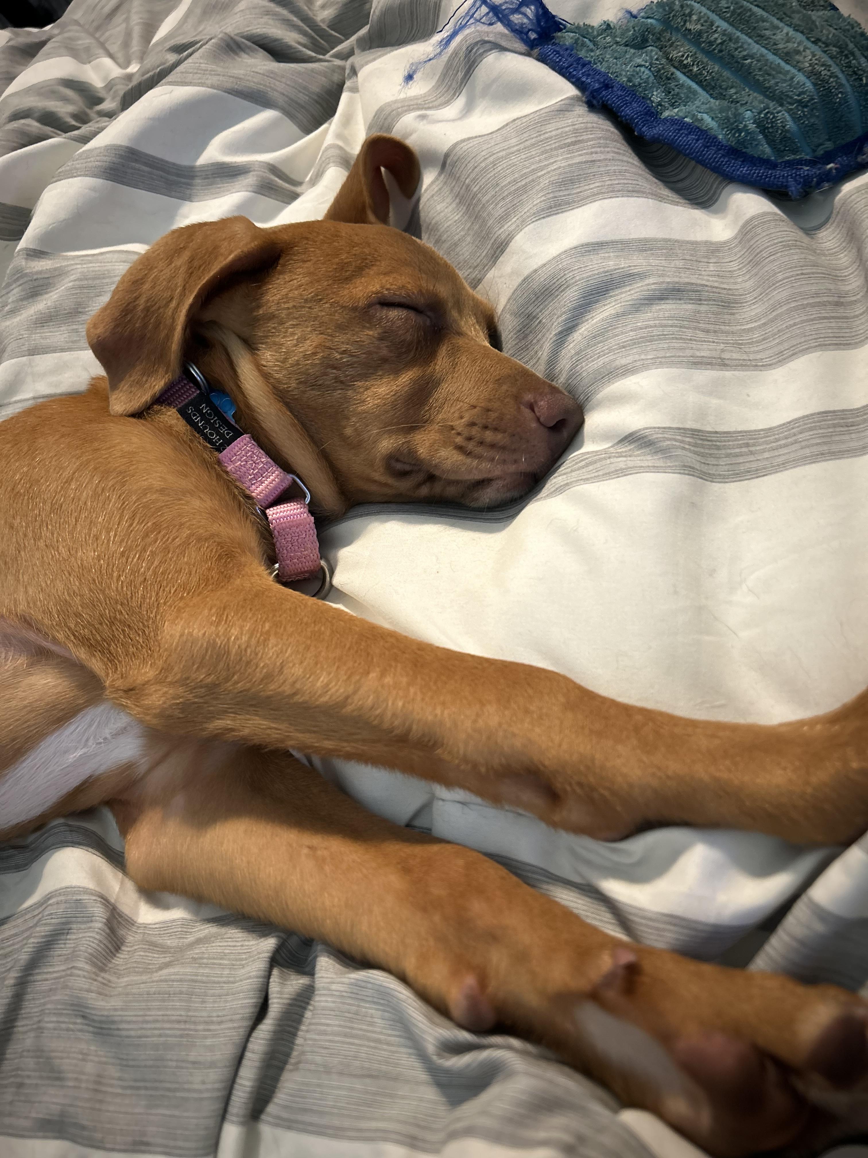 Delilah