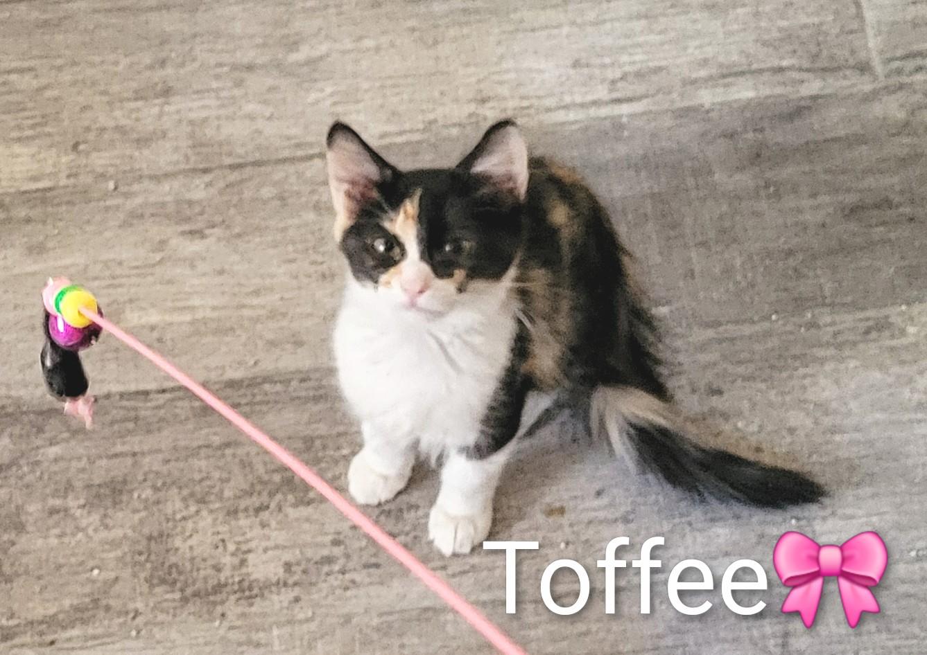 Toffee, an adopted Domestic Long Hair in Las Vegas, NV image 1/2