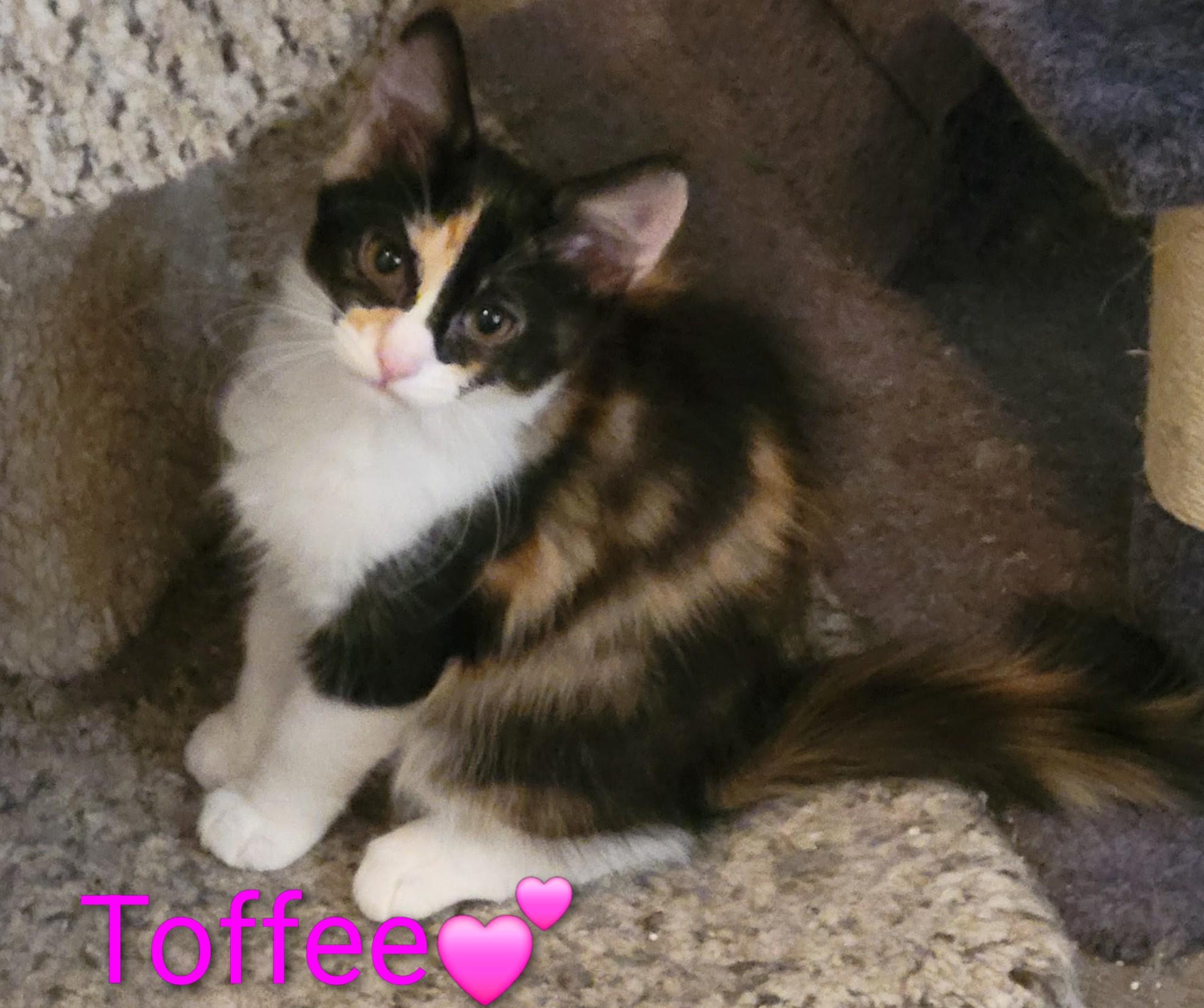 Toffee, an adopted Domestic Long Hair in Las Vegas, NV image 2/2