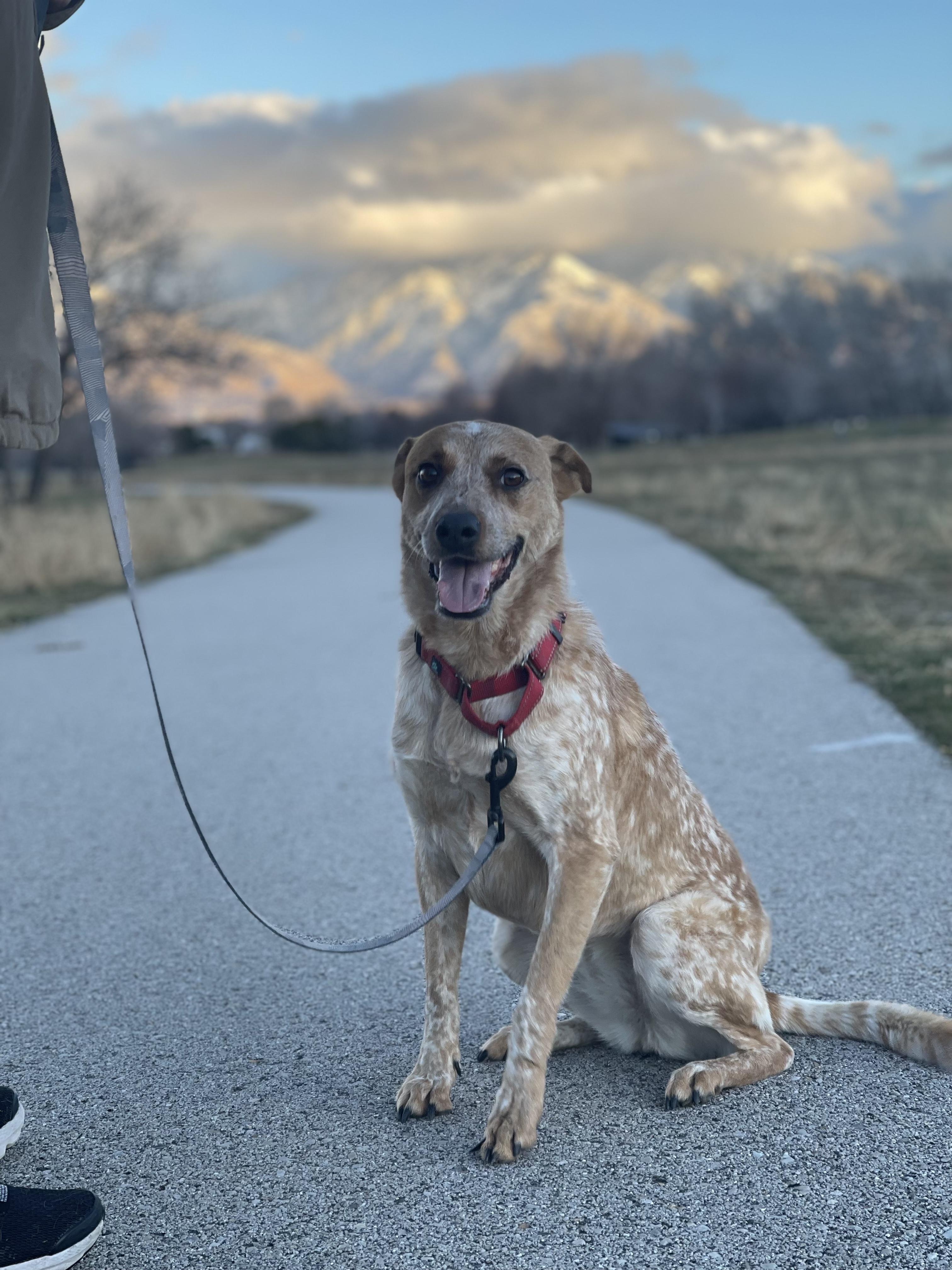 Journey, Adoptable, Adult Female Australian Cattle Dog / Blue Heeler & Cattle Dog.