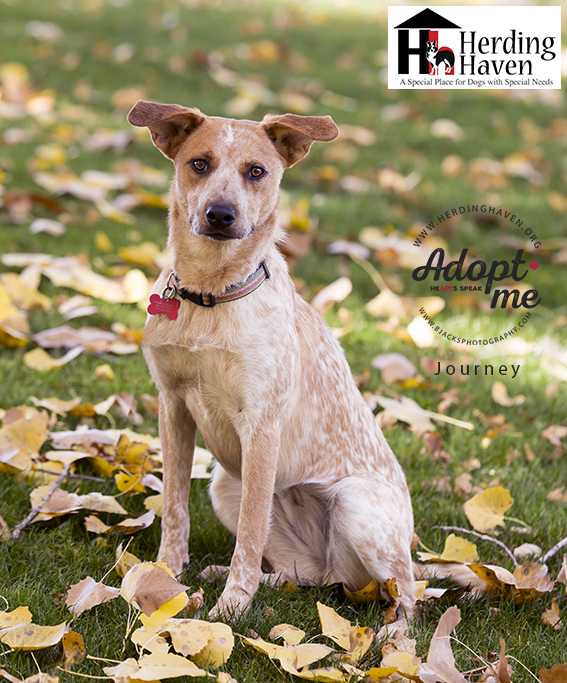 Journey, a Adoptable mixed breed in Clinton, UT image 2/3