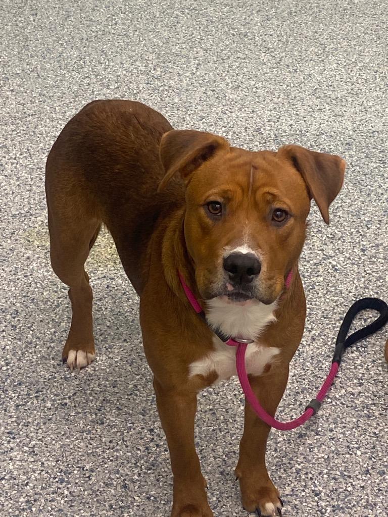 Enlarge Coco, a Adoptable mixed breed in Athens, TN image 1/2