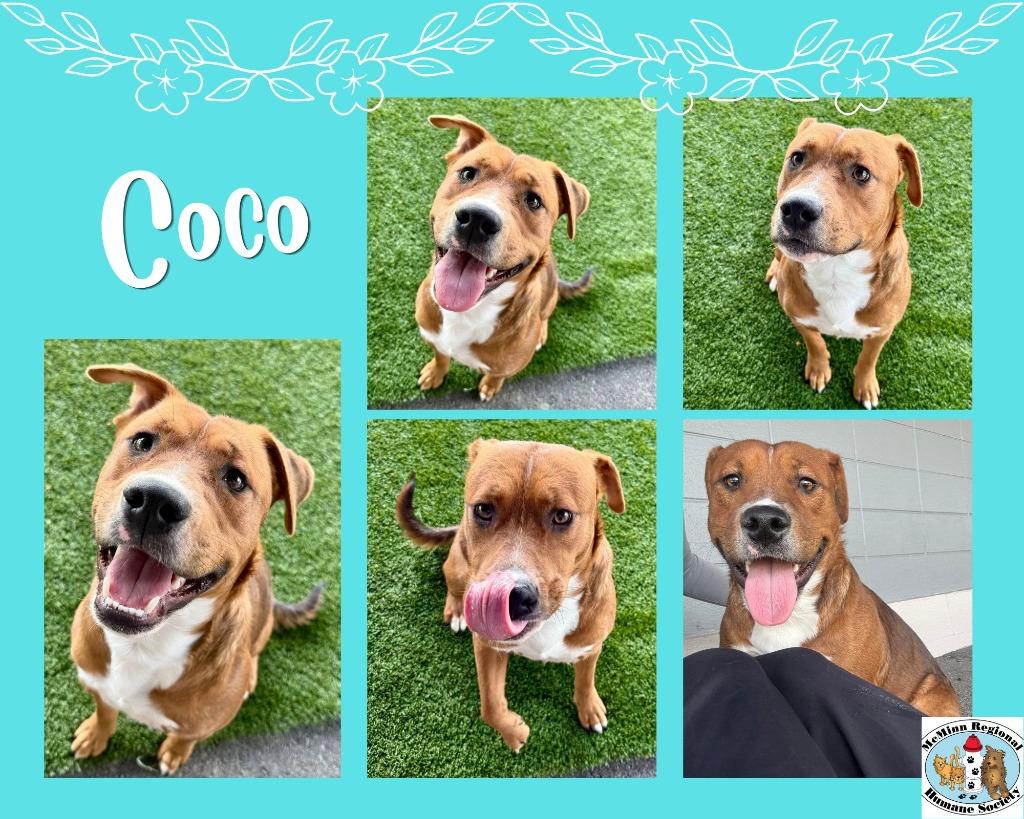 Enlarge Coco, a Adoptable mixed breed in Athens, TN image 2/2