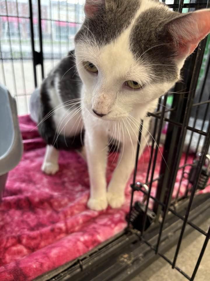 Enlarge Alfalfa, an adopted Domestic Short Hair in Cleveland, OH image 5/5