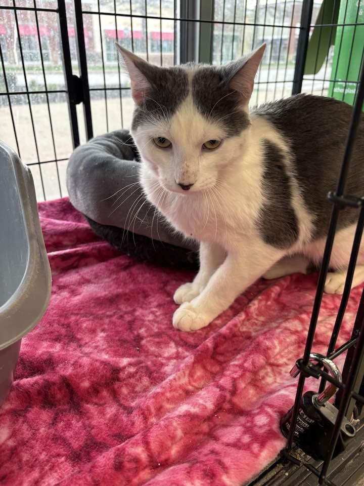 Enlarge Alfalfa, an adopted Domestic Short Hair in Cleveland, OH image 4/5