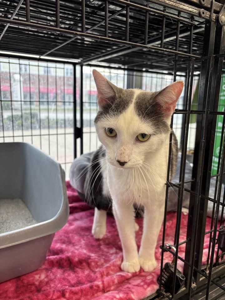 Enlarge Alfalfa, an adopted Domestic Short Hair in Cleveland, OH image 2/5