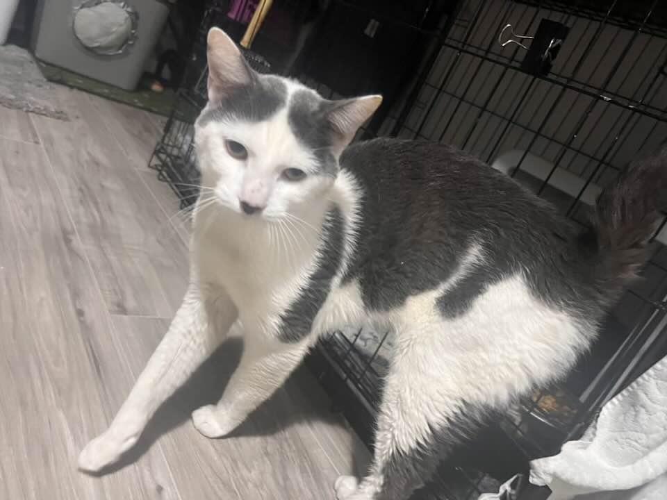 Enlarge Alfalfa, an adopted Domestic Short Hair in Cleveland, OH image 1/5