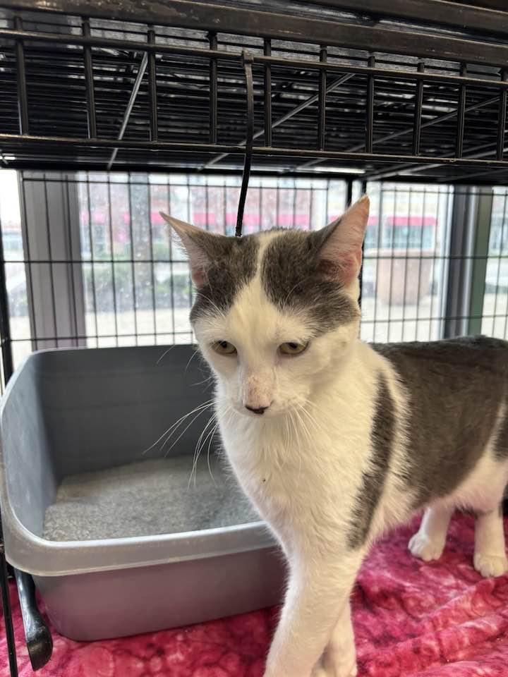 Enlarge Alfalfa, an adopted Domestic Short Hair in Cleveland, OH image 3/5