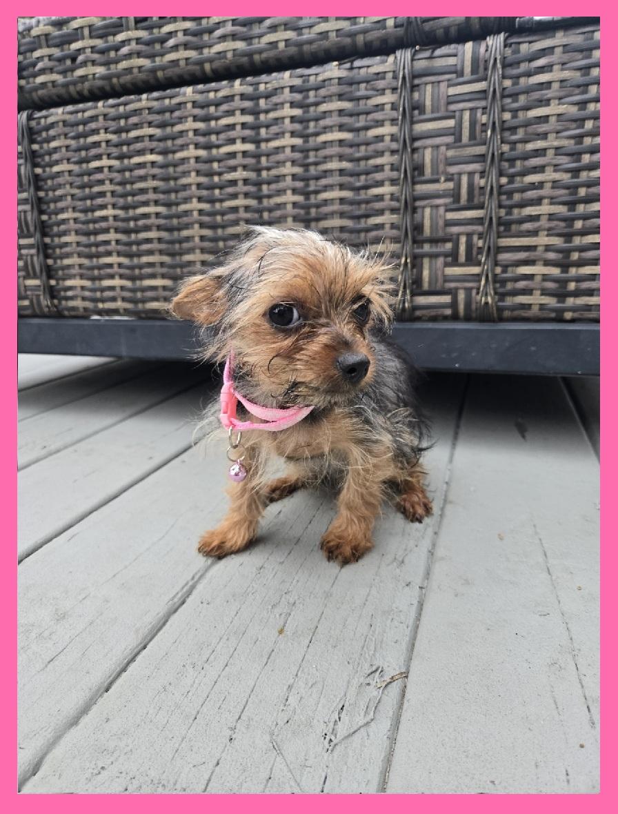 Enlarge Beyorkie', an adoptable Yorkshire Terrier in Orlando, FL image 5/6