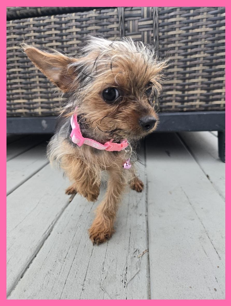 Enlarge Beyorkie', an adoptable Yorkshire Terrier in Orlando, FL image 3/6