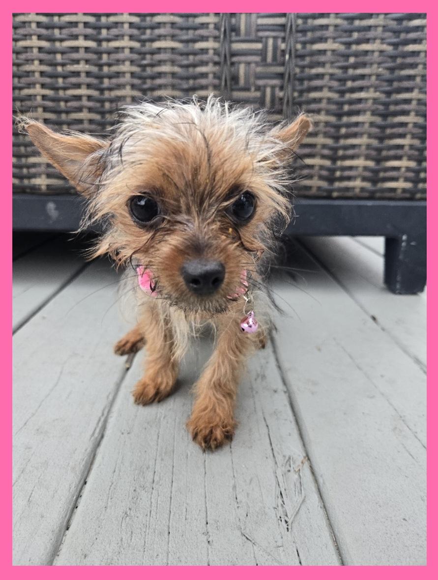 Enlarge Beyorkie', an adoptable Yorkshire Terrier in Orlando, FL image 2/6