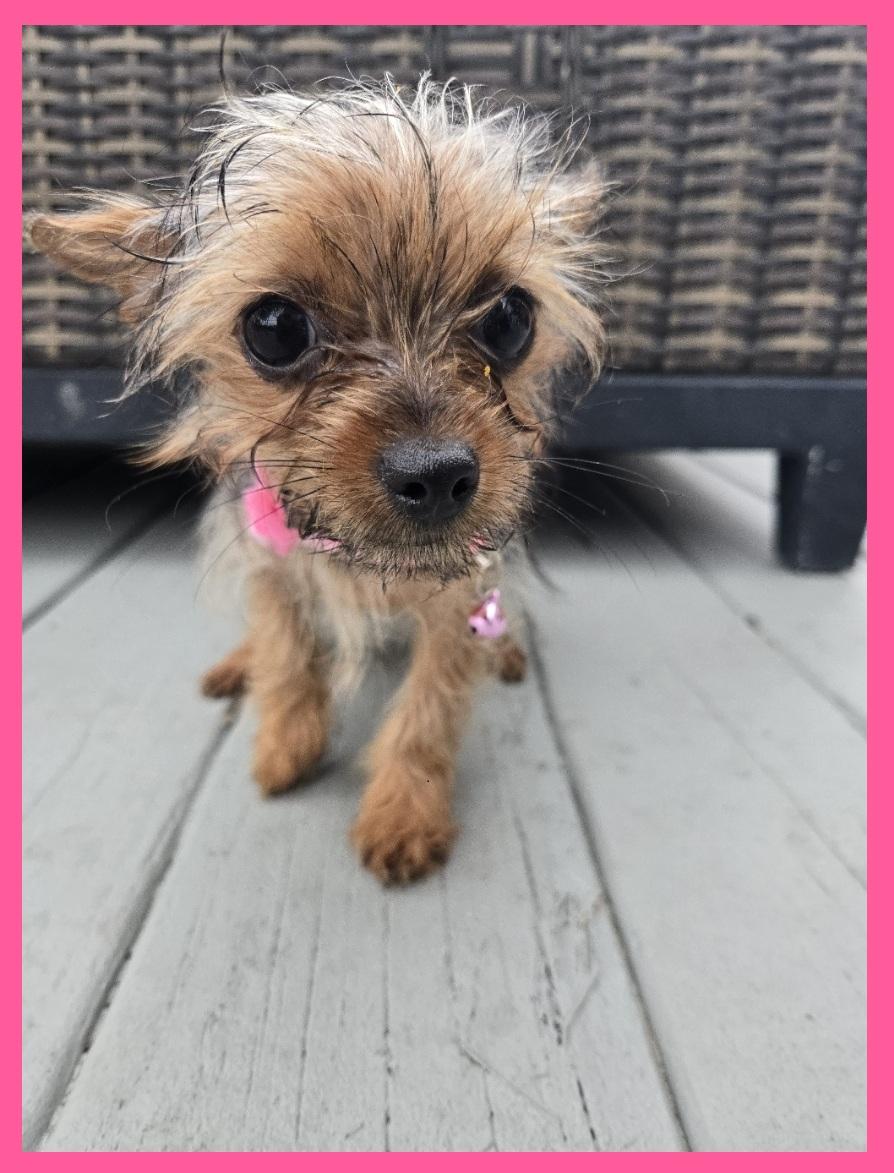 Beyorkie', adoptable, Puppy Female Yorkshire Terrier.