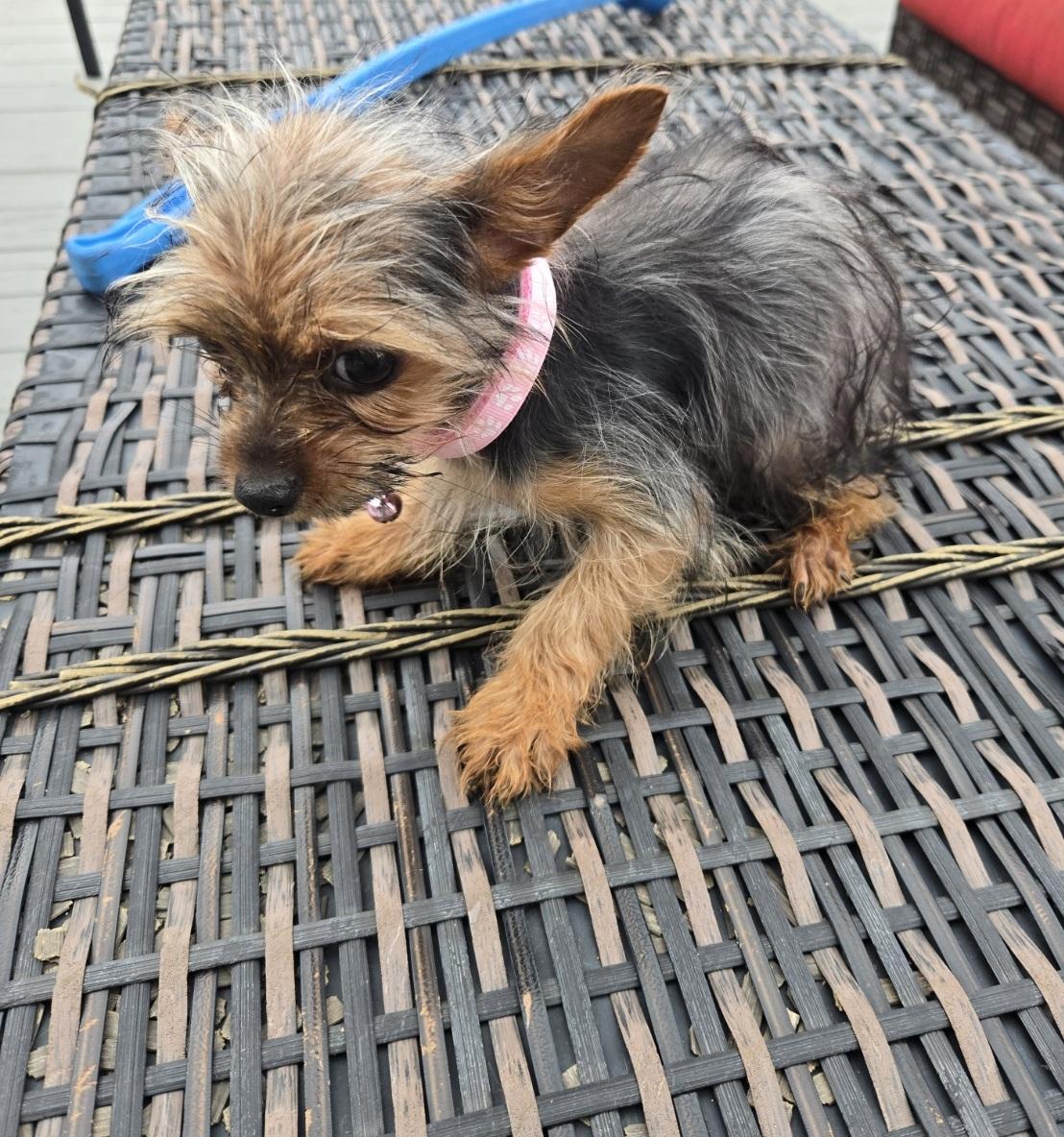 Enlarge Beyorkie', an adoptable Yorkshire Terrier in Orlando, FL image 6/6