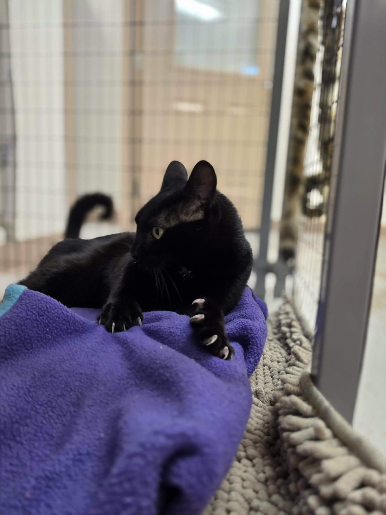Enlarge Mama Cat, a ADOPTABLE Domestic Short Hair in Grants Pass, OR image 3/4