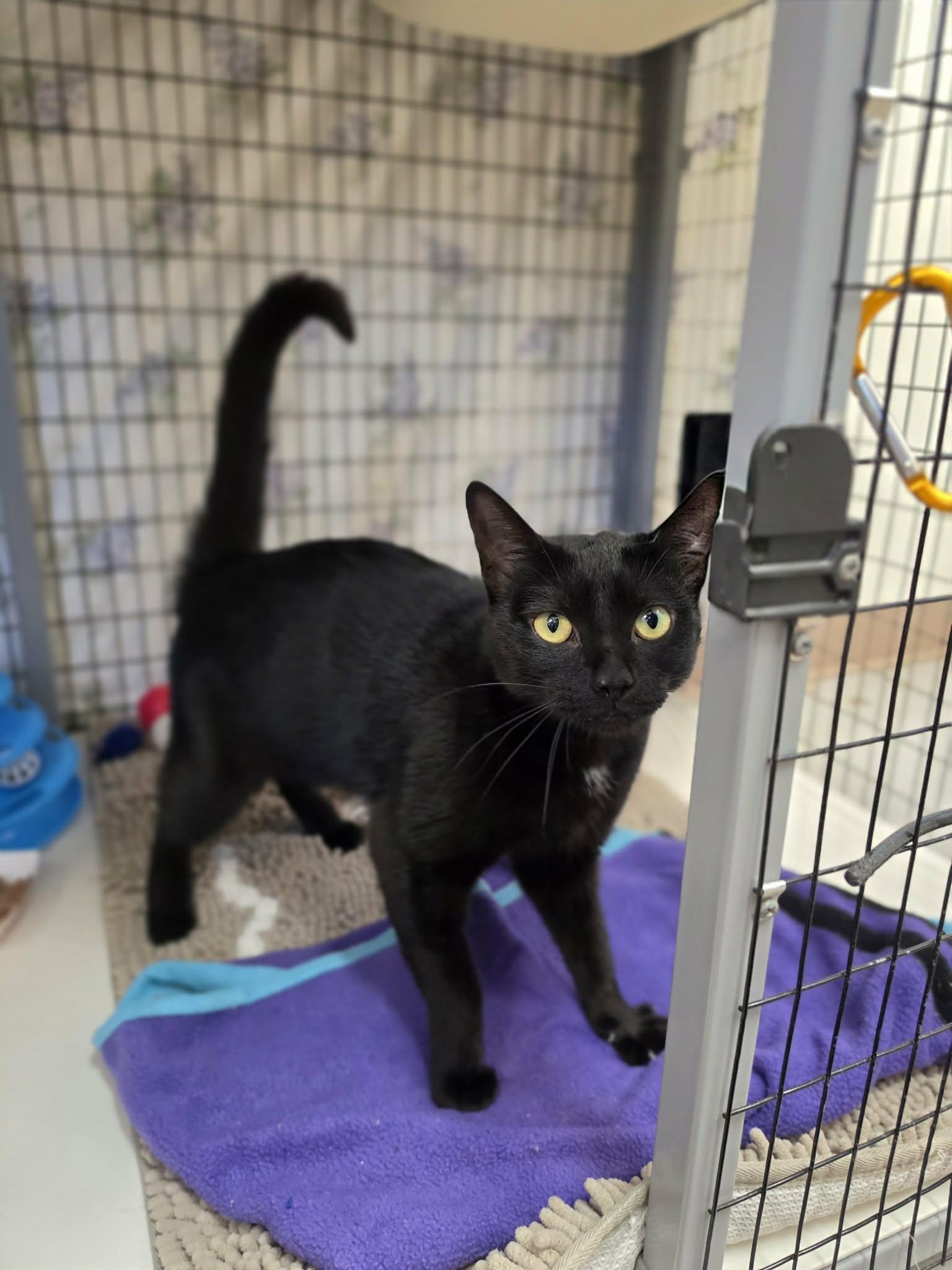 Enlarge Mama Cat, a ADOPTABLE Domestic Short Hair in Grants Pass, OR image 2/4