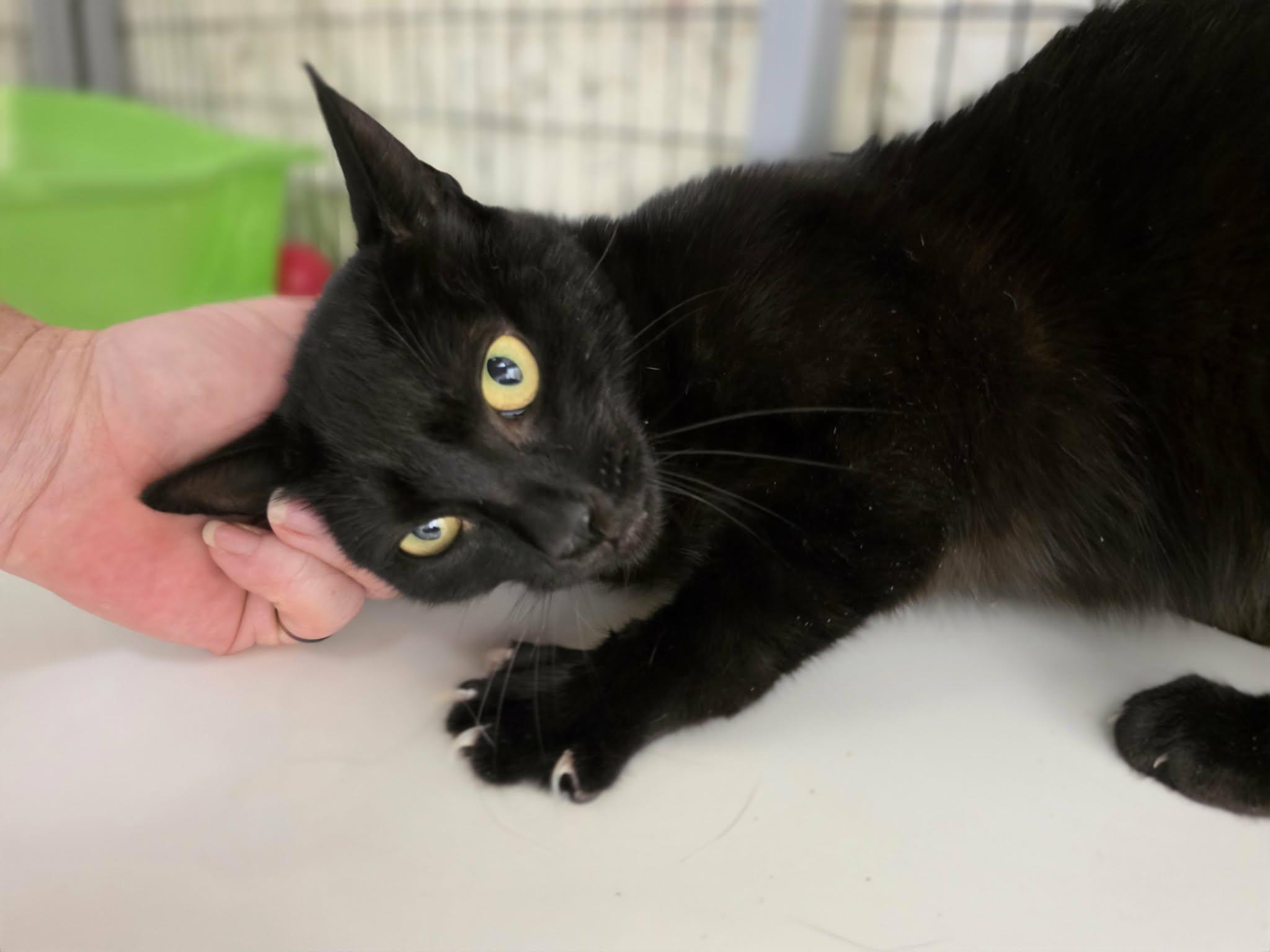 Enlarge Mama Cat, a ADOPTABLE Domestic Short Hair in Grants Pass, OR image 4/4