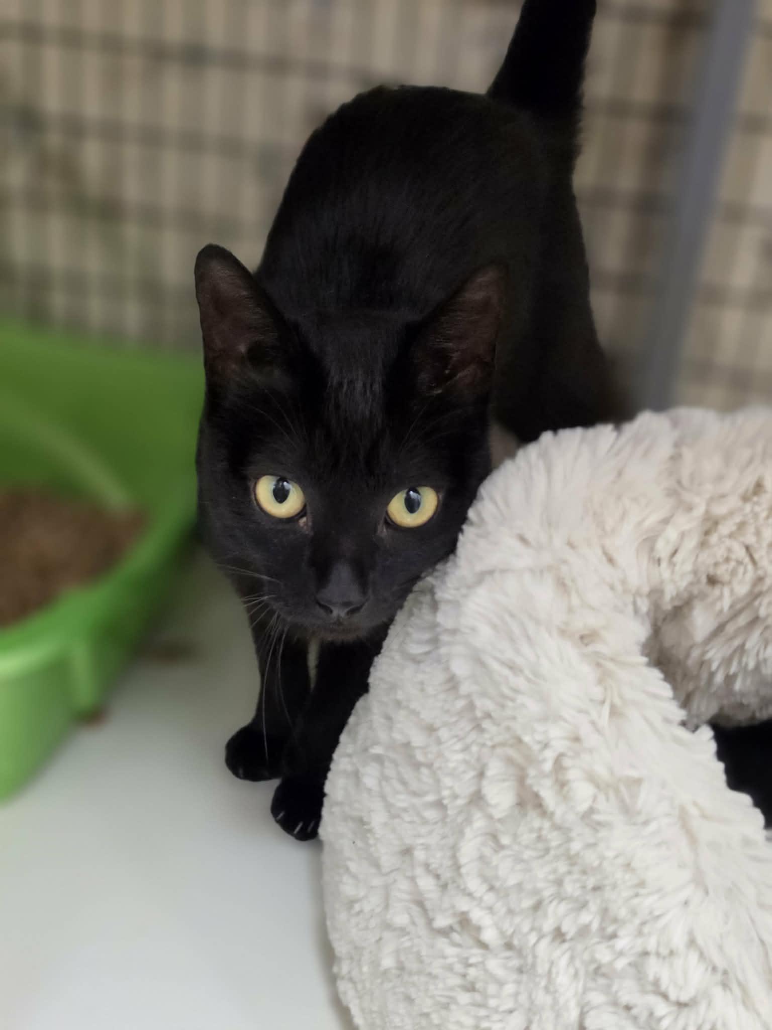 Enlarge Mama Cat, a ADOPTABLE Domestic Short Hair in Grants Pass, OR image 1/4