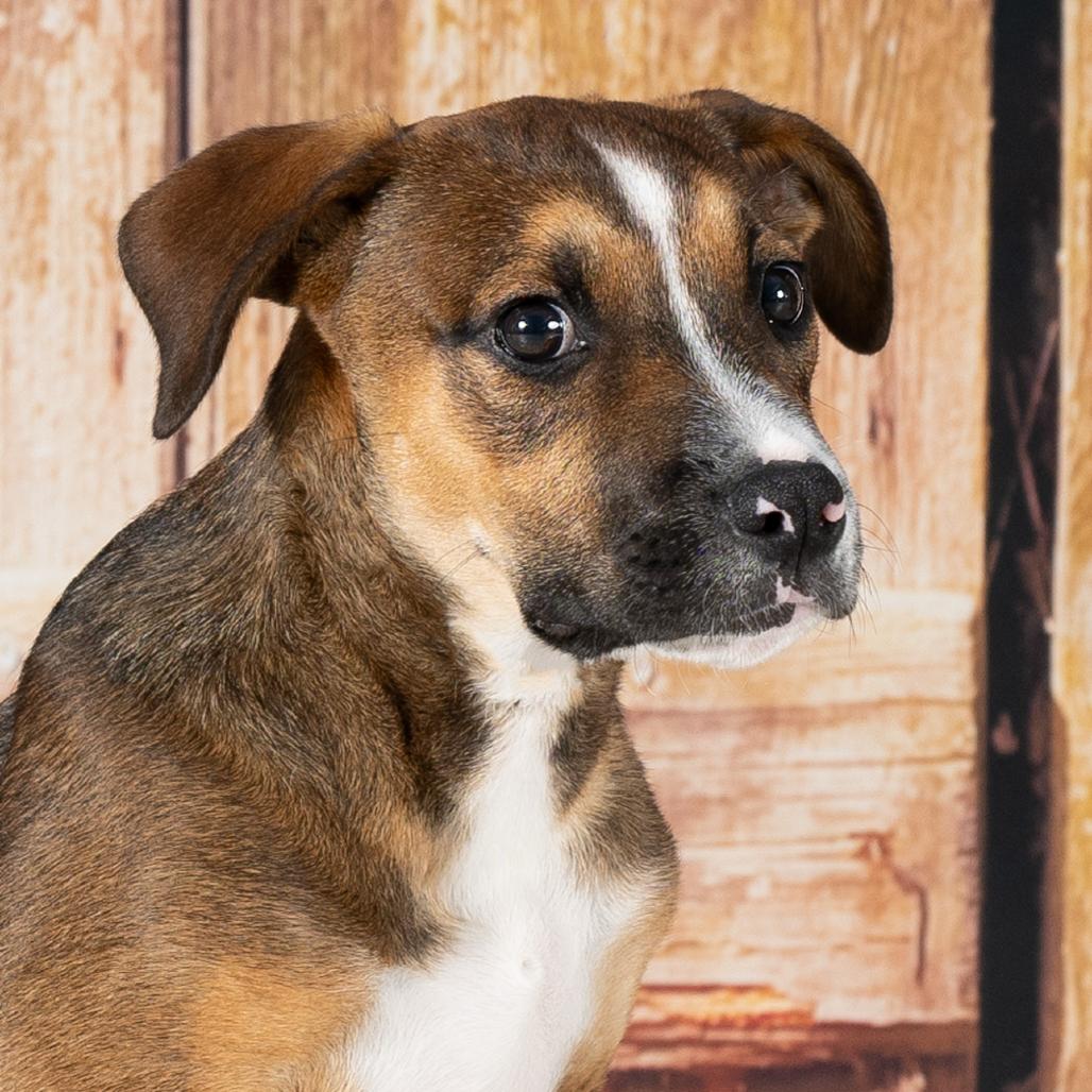 Biscotti, Adoptable, Puppy Male Hound & Mixed Breed.