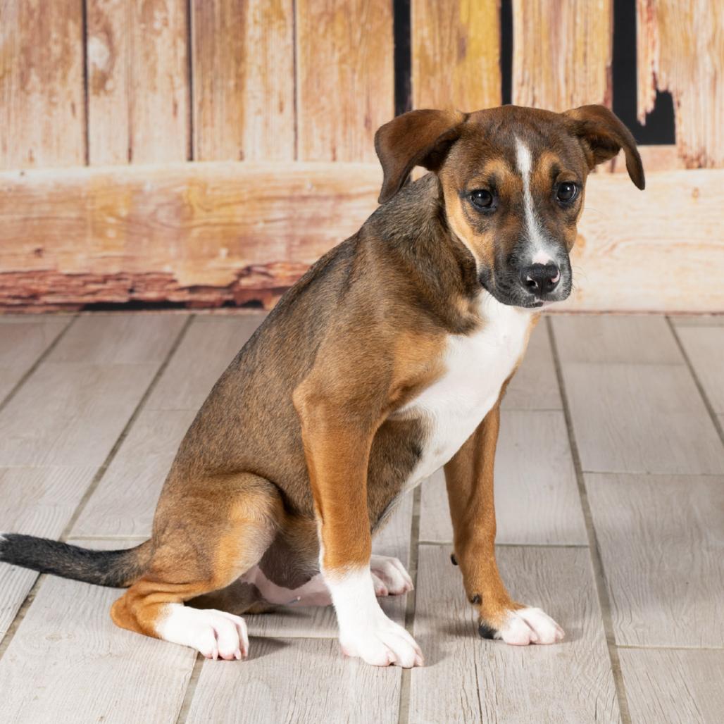 Biscotti, a Adoptable mixed breed in Newport, TN image 3/4