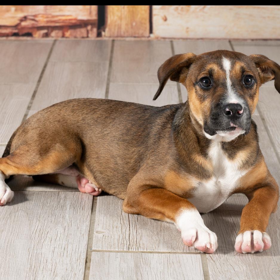Biscotti, a Adoptable mixed breed in Newport, TN image 4/4