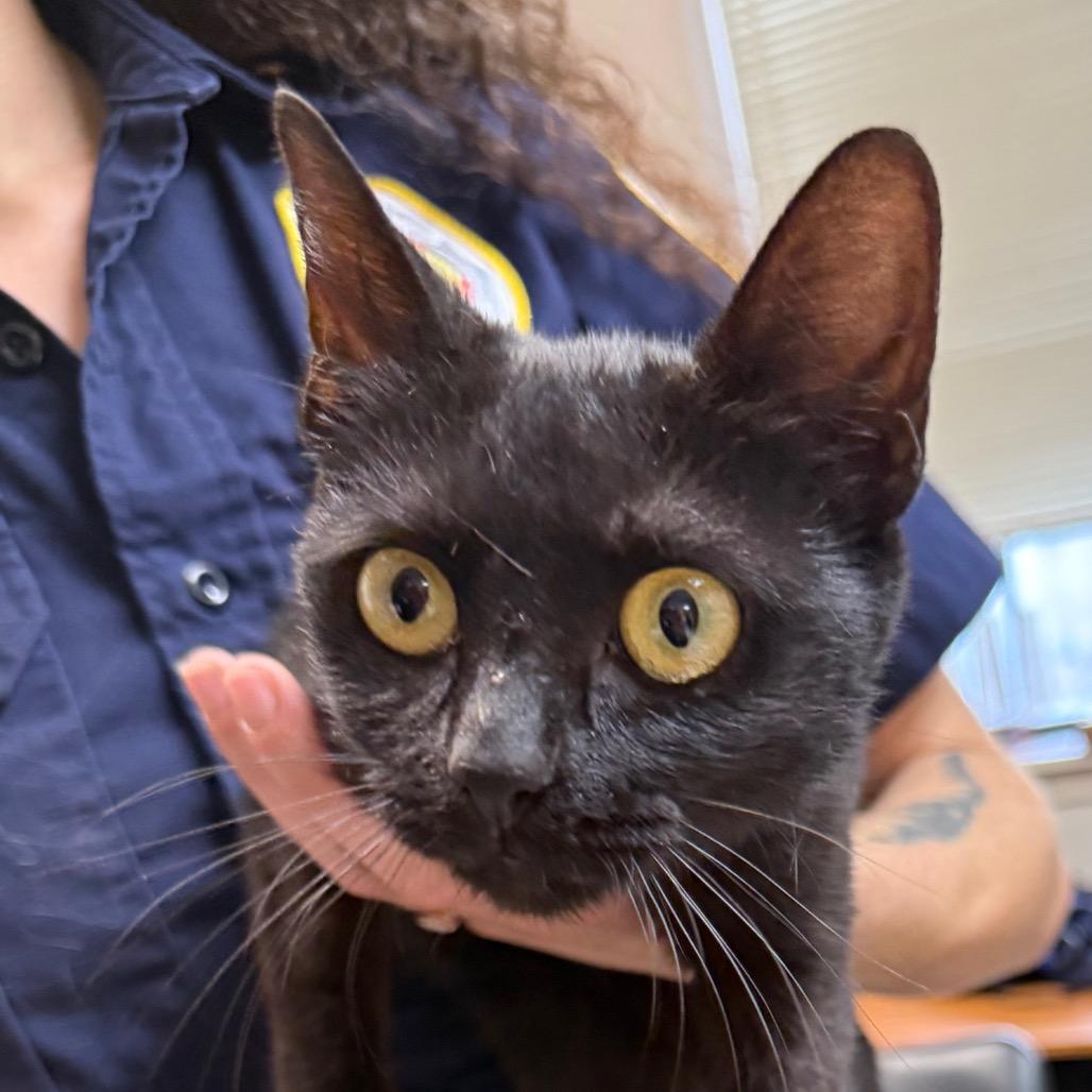 Diva, Adoptable, Adult Female Domestic Short Hair.