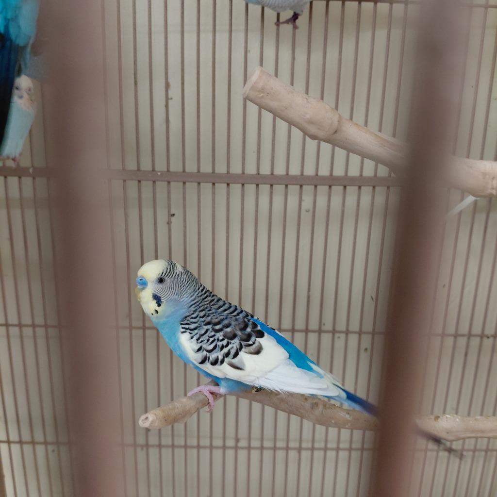 Enlarge 16, a Adoptable Parakeet (Other) in Cincinnati, OH image 1/1