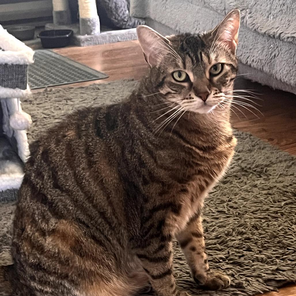 Sissy, Adoptable, Adult Female Domestic Short Hair.