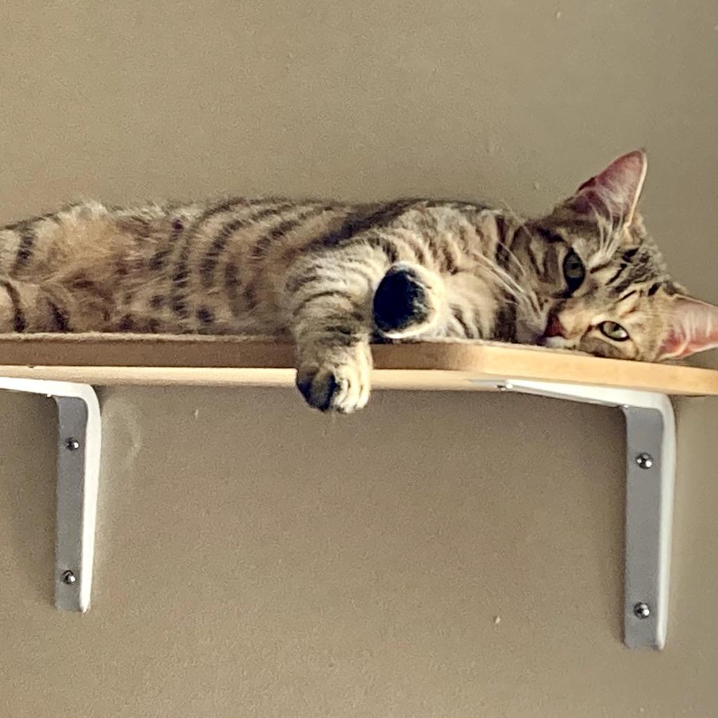 Sissy, Adoptable, Adult Female Domestic Short Hair.