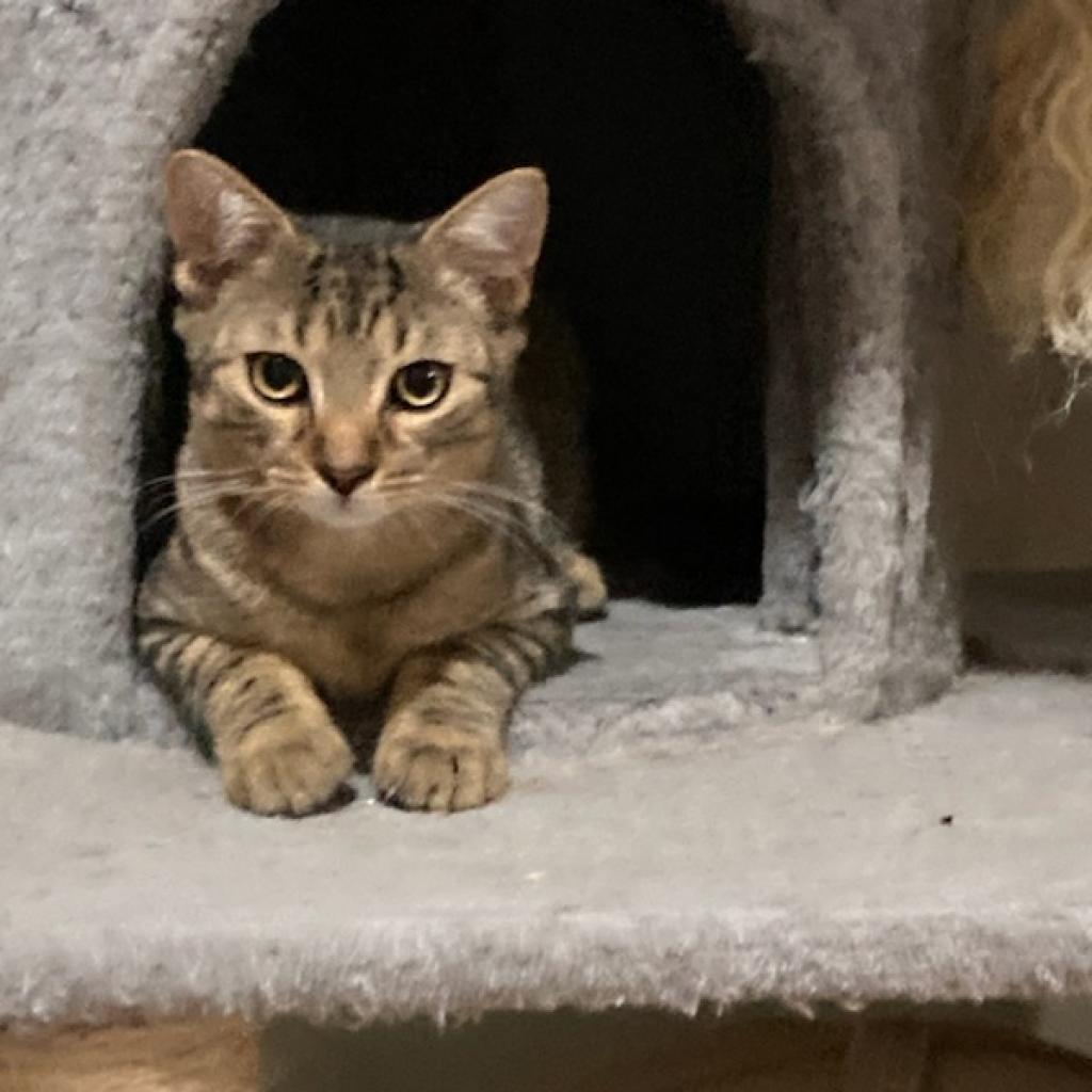 Enlarge Sissy, a Adoptable Domestic Short Hair in Wind Gap, PA image 2/2