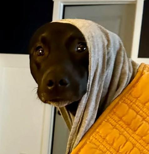 Enlarge Inu, a ADOPTABLE Black Labrador Retriever in Ypsilanti, MI image 6/6