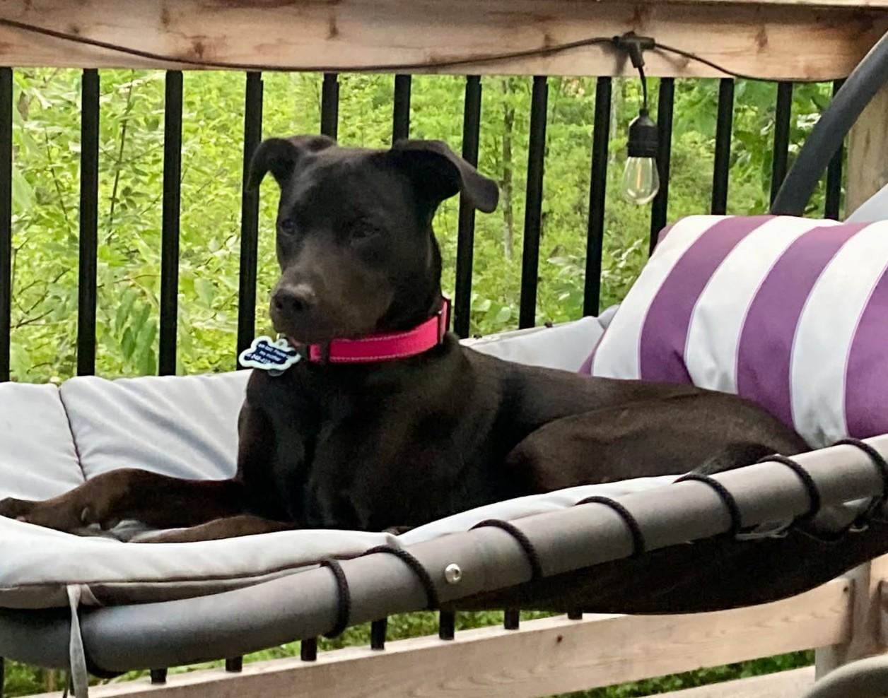 Enlarge Inu, a ADOPTABLE Black Labrador Retriever in Ypsilanti, MI image 1/6