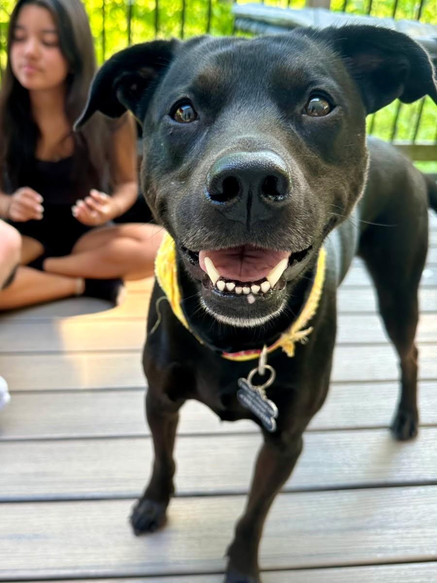 Enlarge Inu, a ADOPTABLE Black Labrador Retriever in Ypsilanti, MI image 2/6