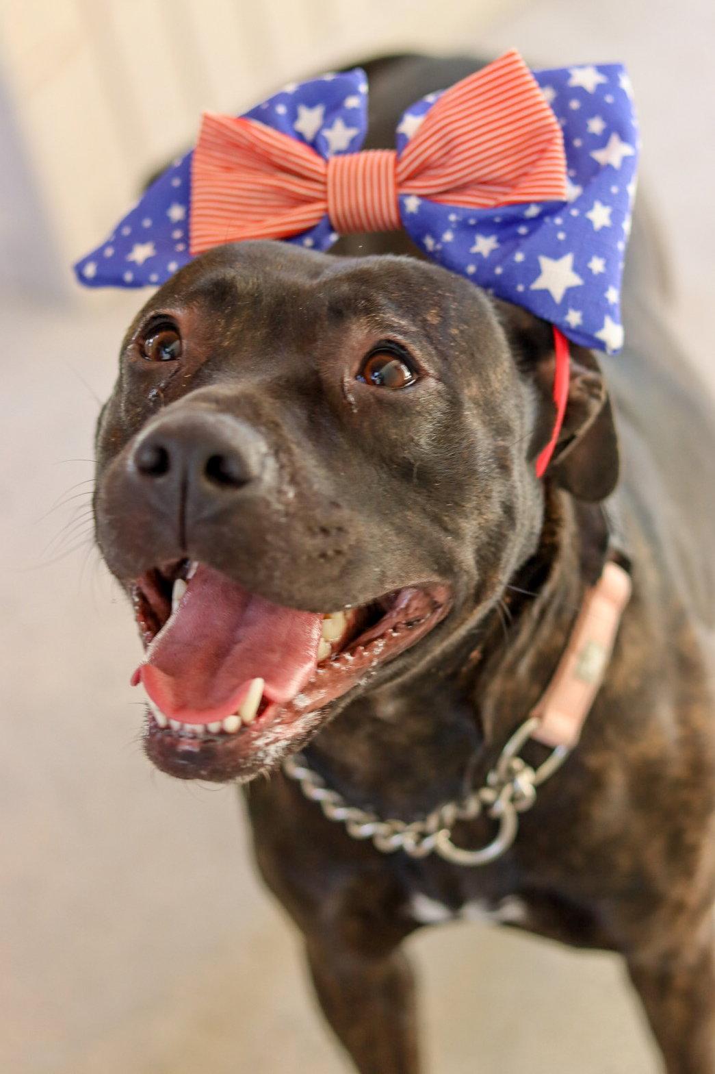 Carrot, Adoptable, Puppy Female Staffordshire Bull Terrier.
