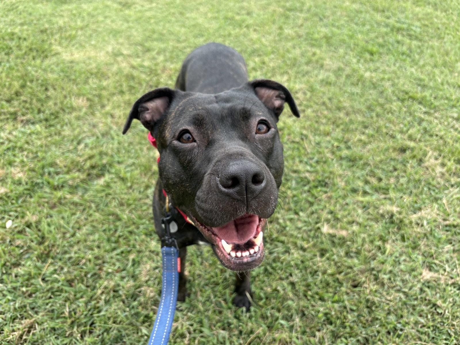 Enlarge Carrot (in Foster), a Adoptable Staffordshire Bull Terrier in Sanford, NC image 2/3