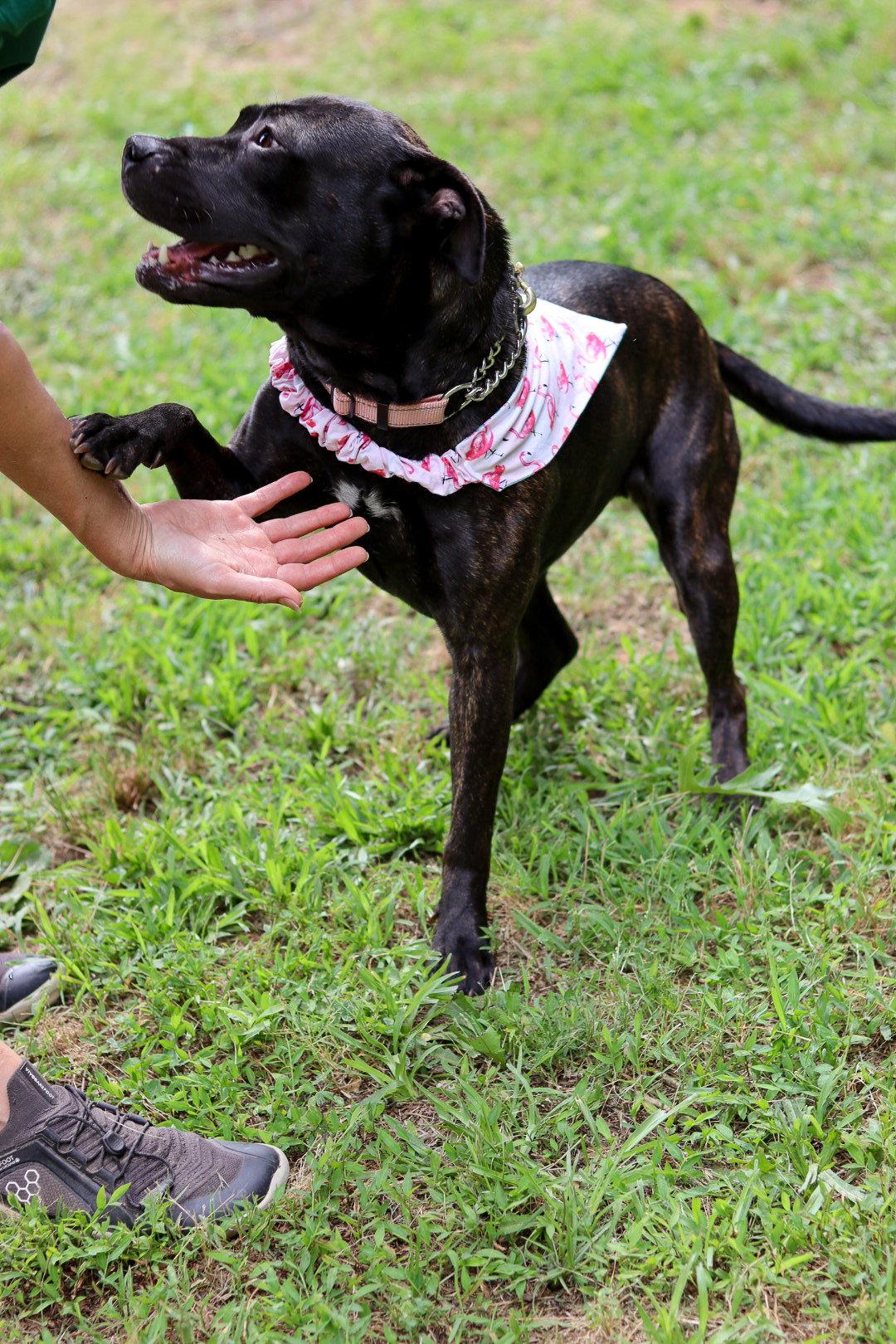 Carrot, a Adoptable Staffordshire Bull Terrier in Sanford, NC image 2/3