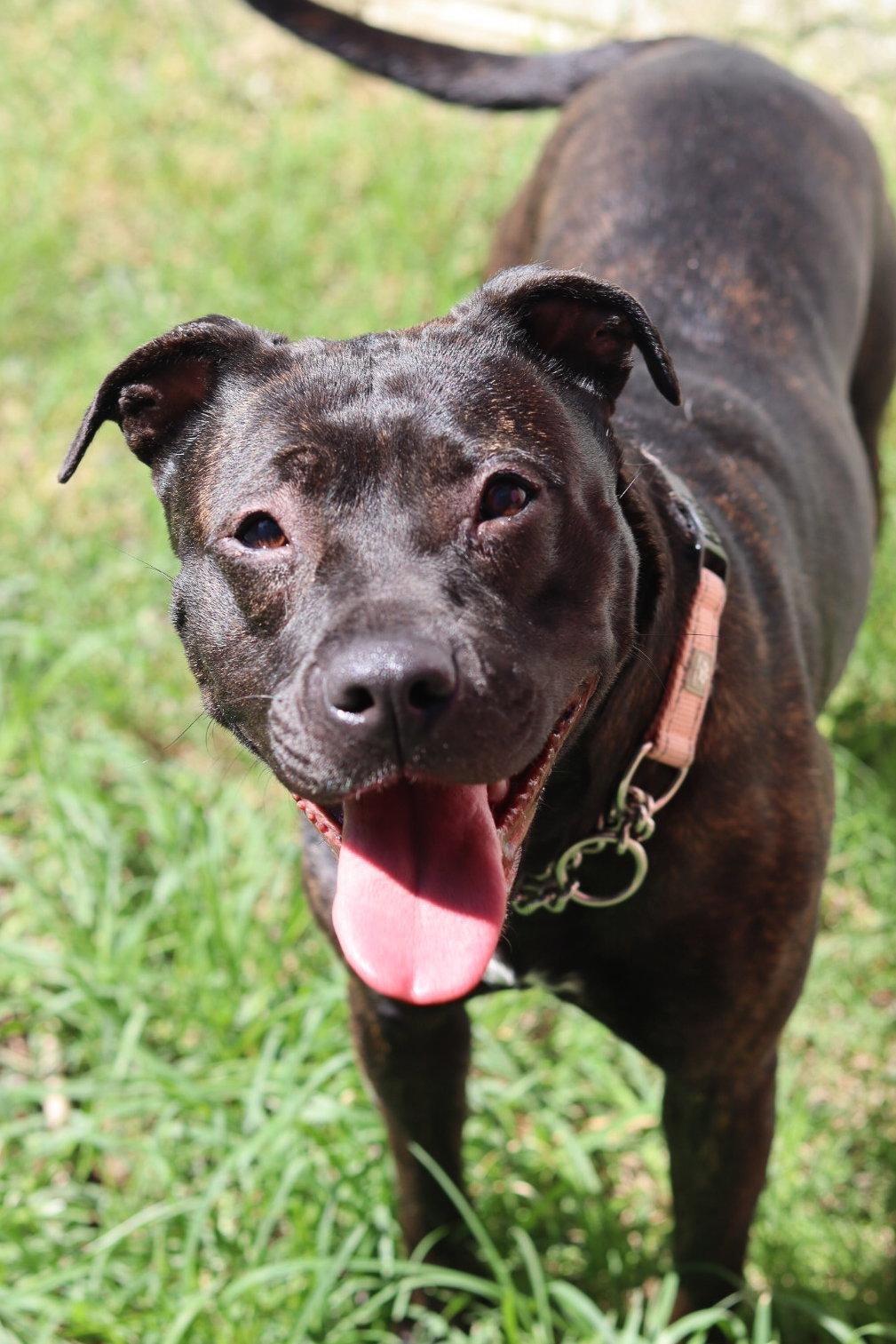 Carrot, a Adoptable Staffordshire Bull Terrier in Sanford, NC image 3/3