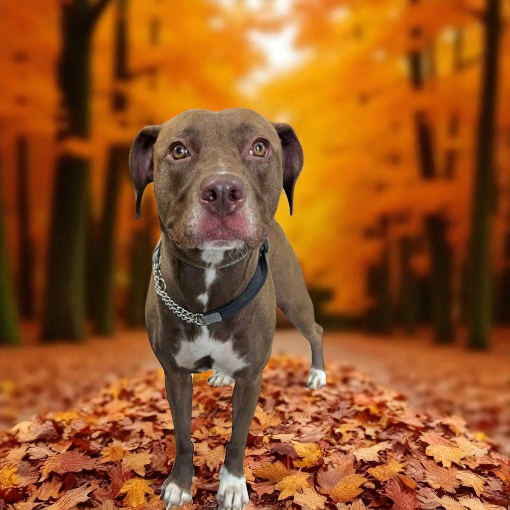 Enlarge Brownie, a Adoptable Pit Bull Terrier in New Manchester, WV image 1/3