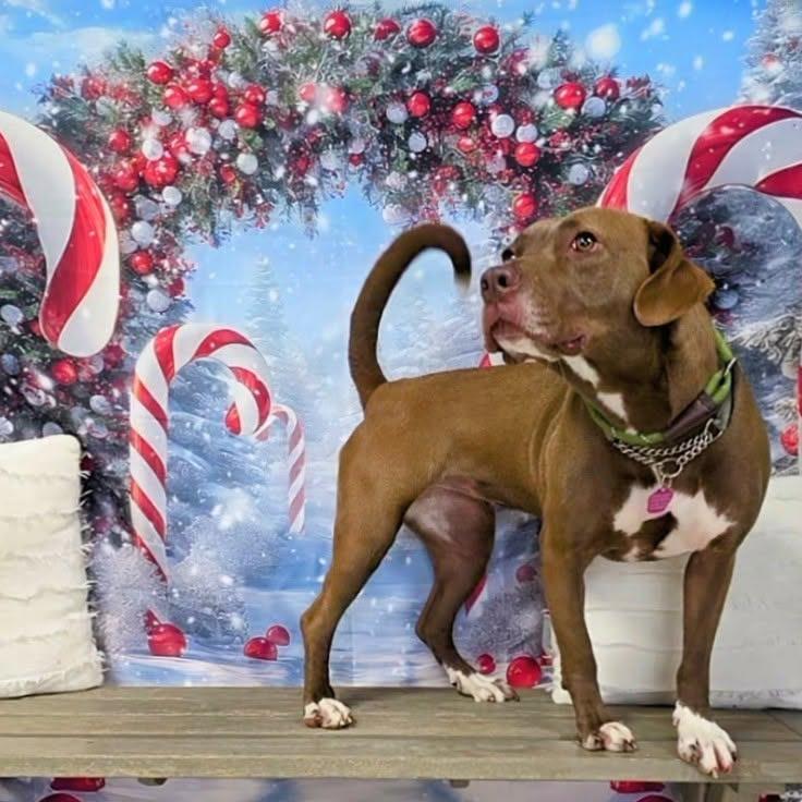 Enlarge Brownie, a Adoptable Pit Bull Terrier in New Manchester, WV image 3/6